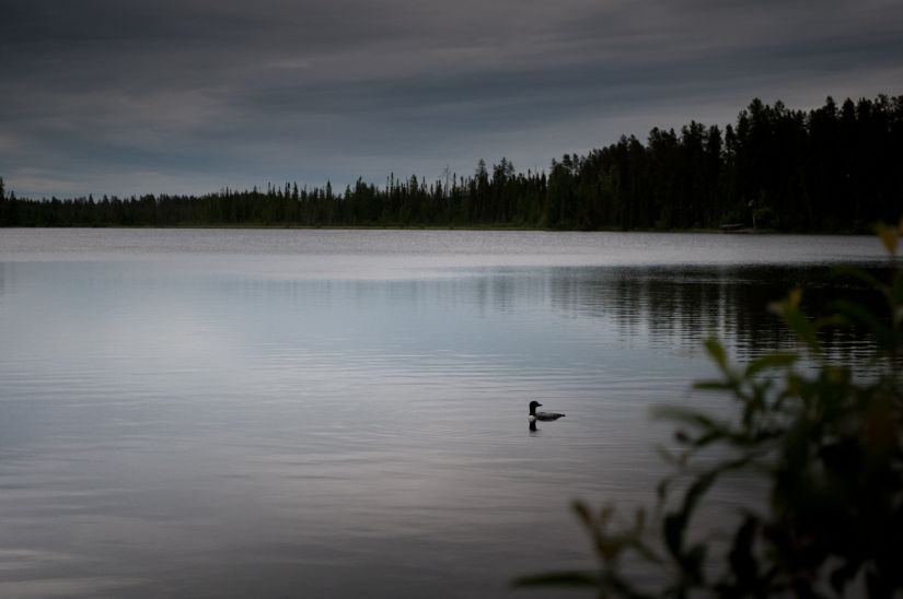 Loon on Twin Lakes, Alberta