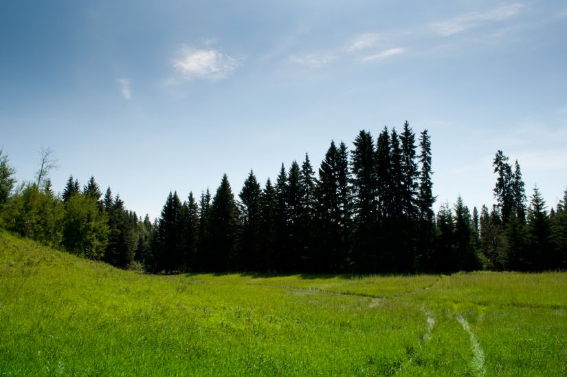 Alberta field