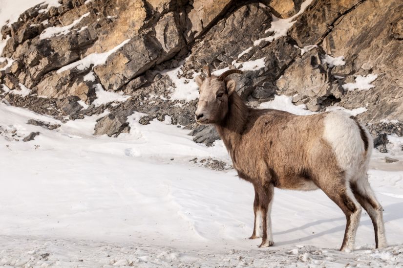 Wildlife Young  Big Horn Sheep of Banff Alberta