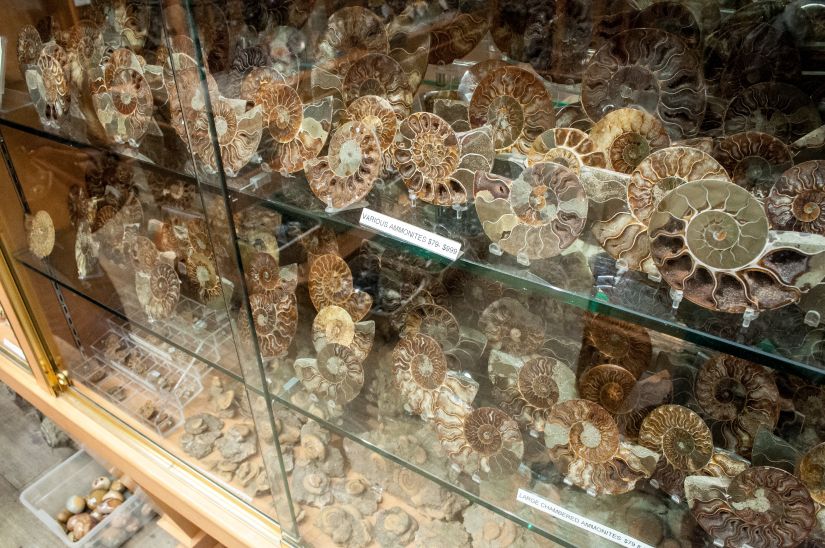 Amazing Fossils to Buy in Banff