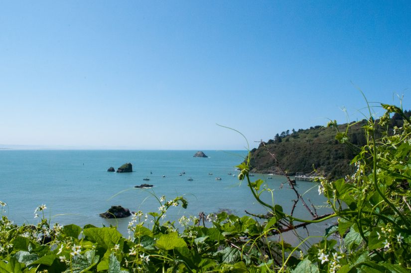Overlooking the bay of Trinidad California