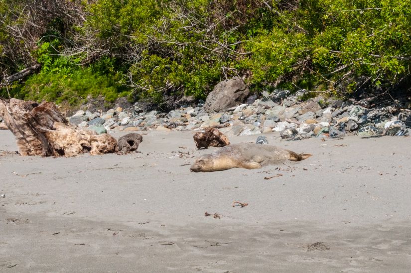 Seal is enjoying the sun on Beaches of California