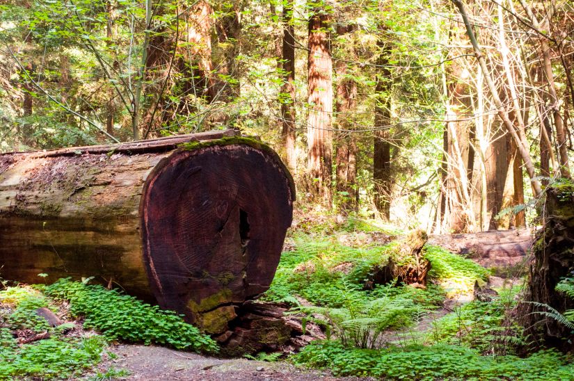Huge Redwood Cut Down