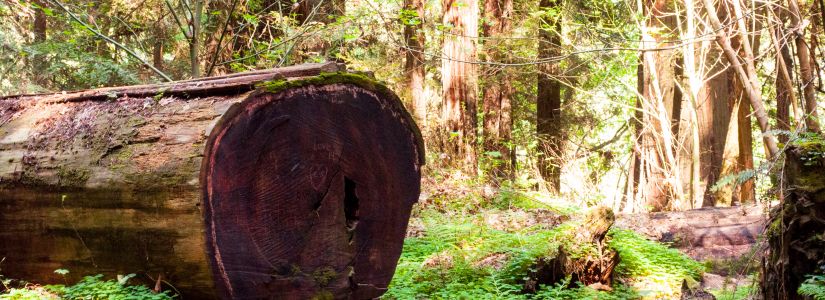 Huge Redwood Cut Down