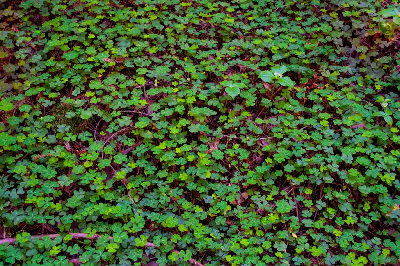 Beautiful clover covered California Red Wood Forest