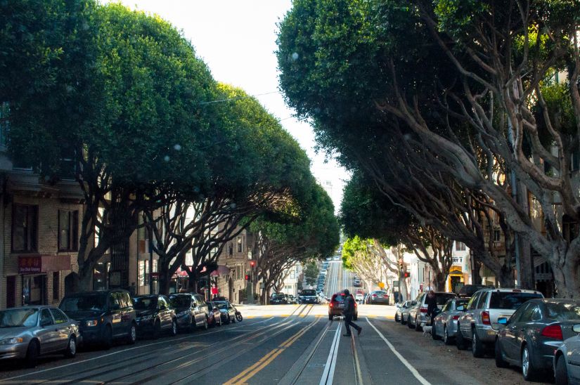 Big Trees in the Strees of San Francisco