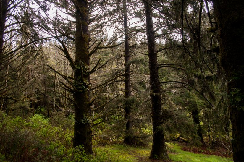 Dark Canopies of California Forests