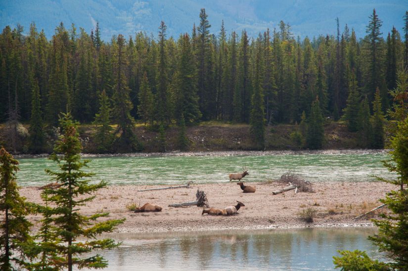 Elk resting on the Athabasca River outside of Jasper, Alberta